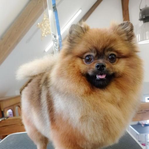 pom